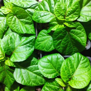 👉K odběru sazenice CHILLI 7 pot yellow. Cena 95,-/ks. Piš, volej! 🌶#chilli #sazenice #sevenpotyellow #jaro...